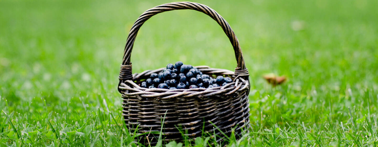 basket-of-blueberries-in-a-field